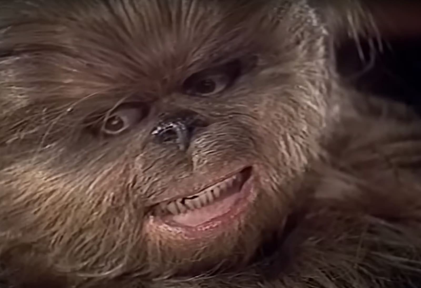 wookie star wars holiday special