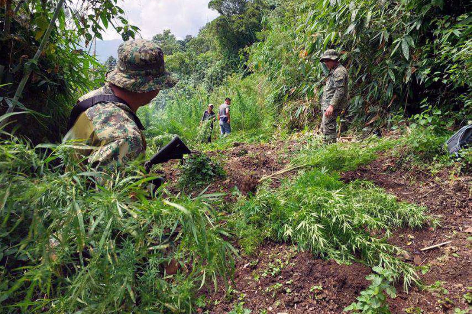 Police in camouflage uniform destroying marijuana plants