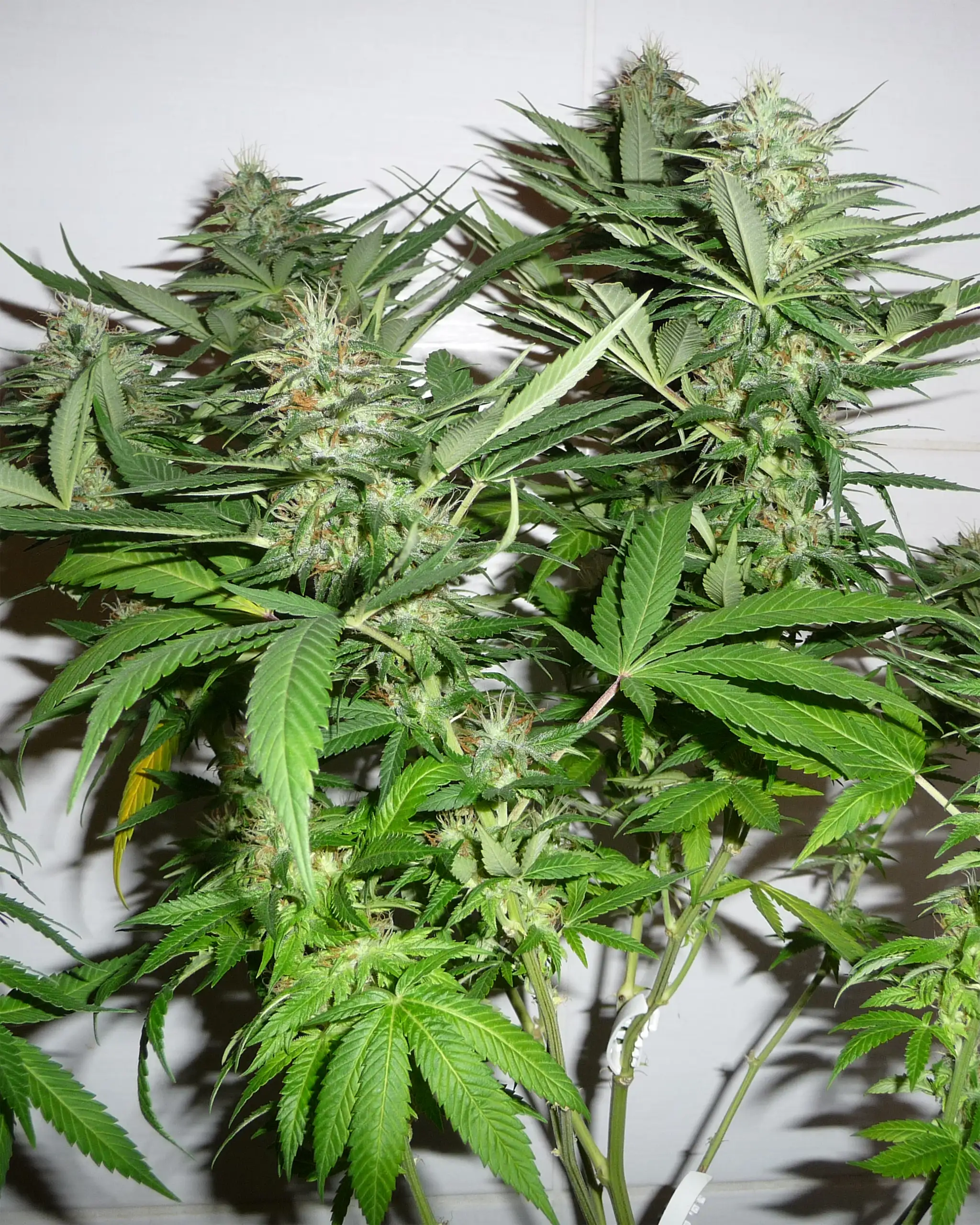 cannabis plant incense inside a church