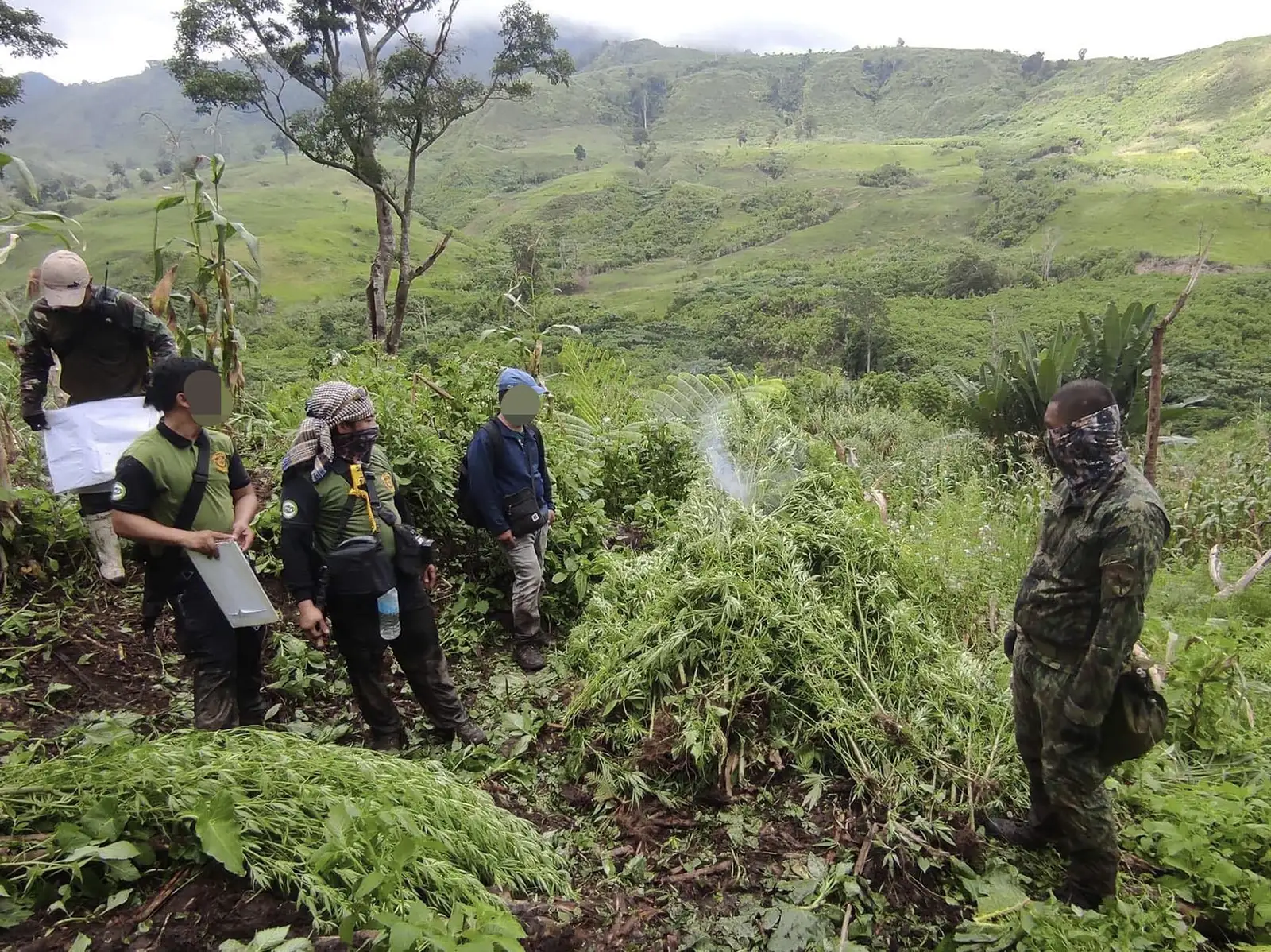 Marijuana plants in Tampakan