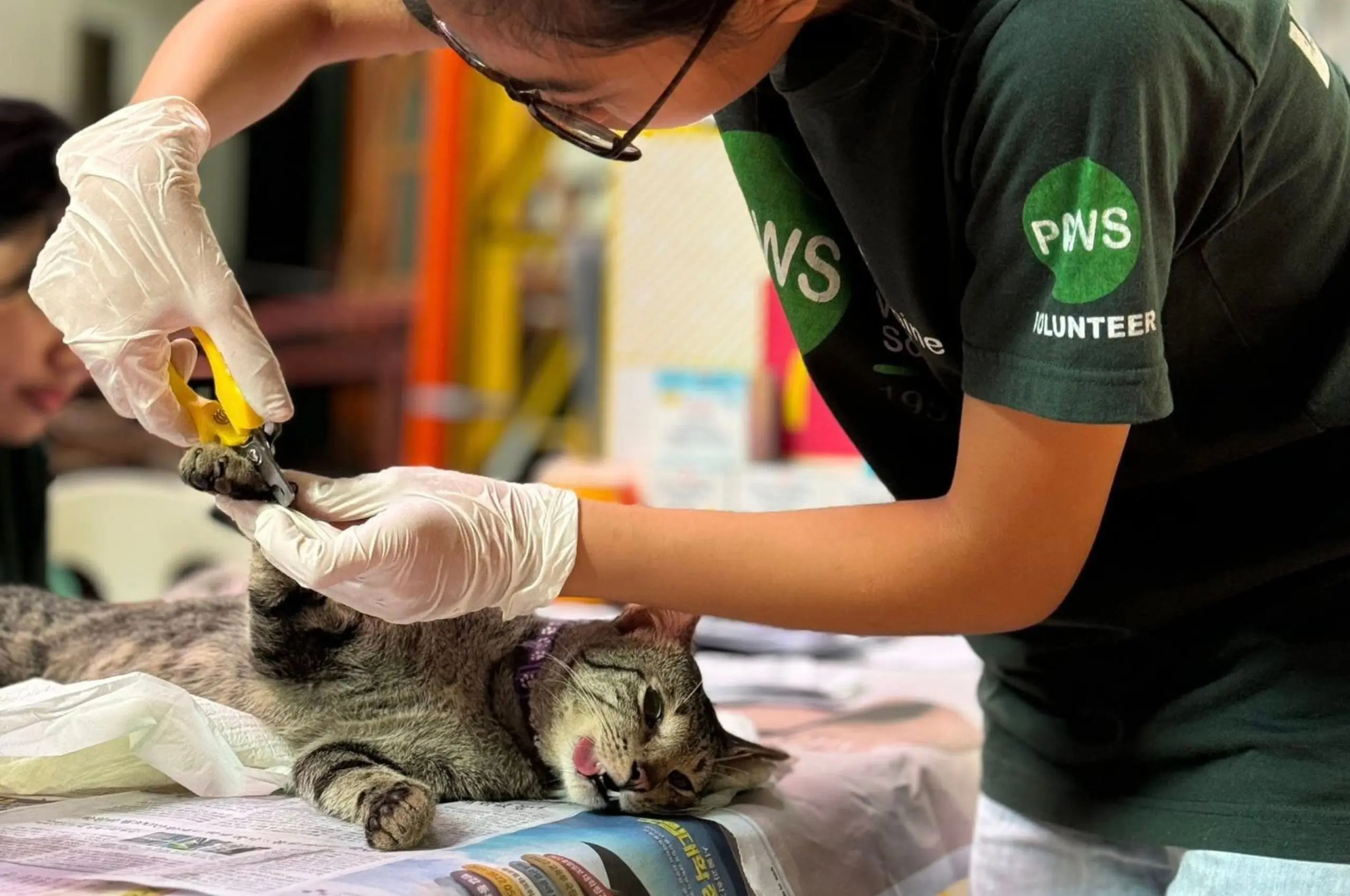 paws volunteer