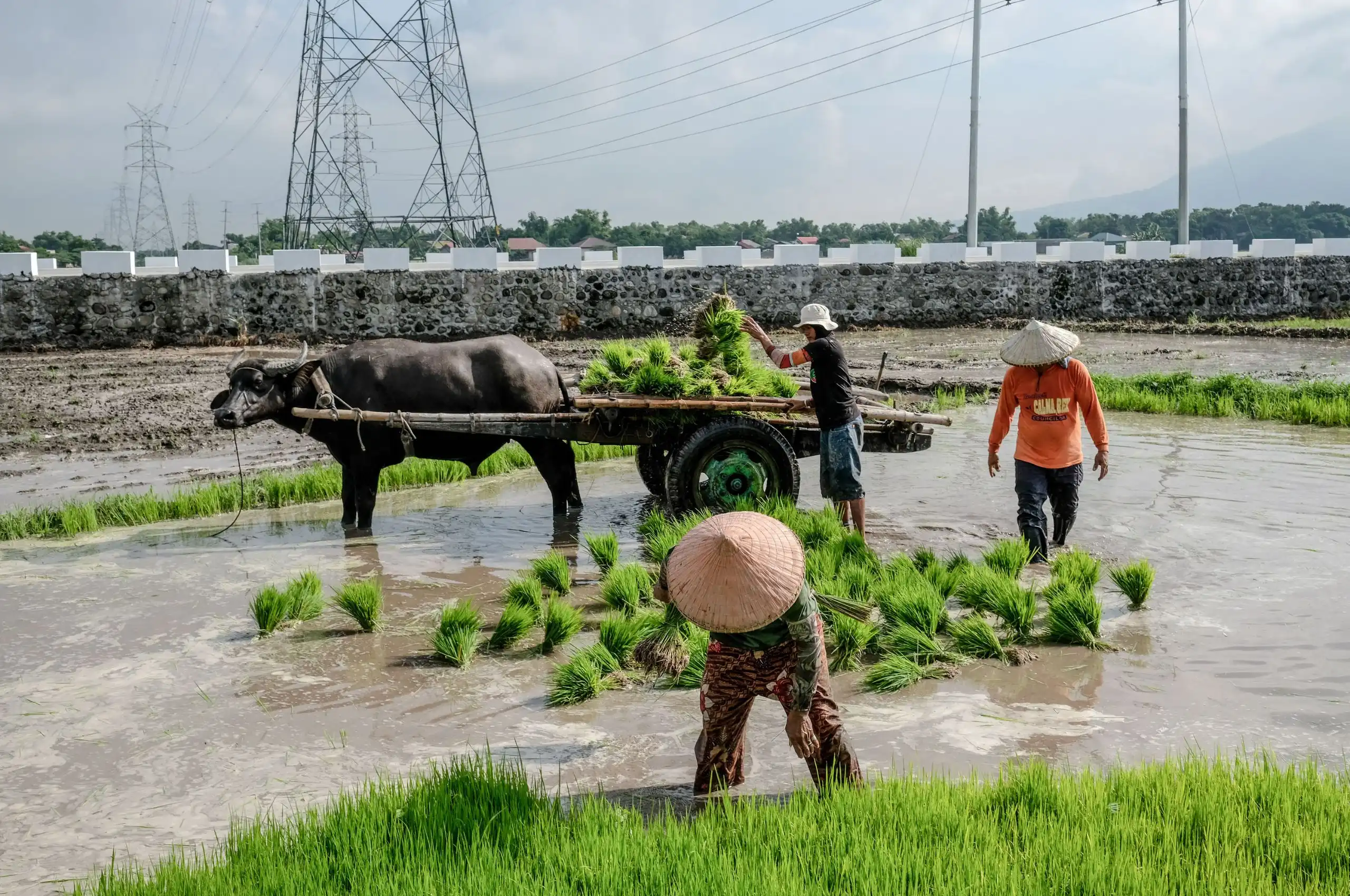 filipino rice farmers