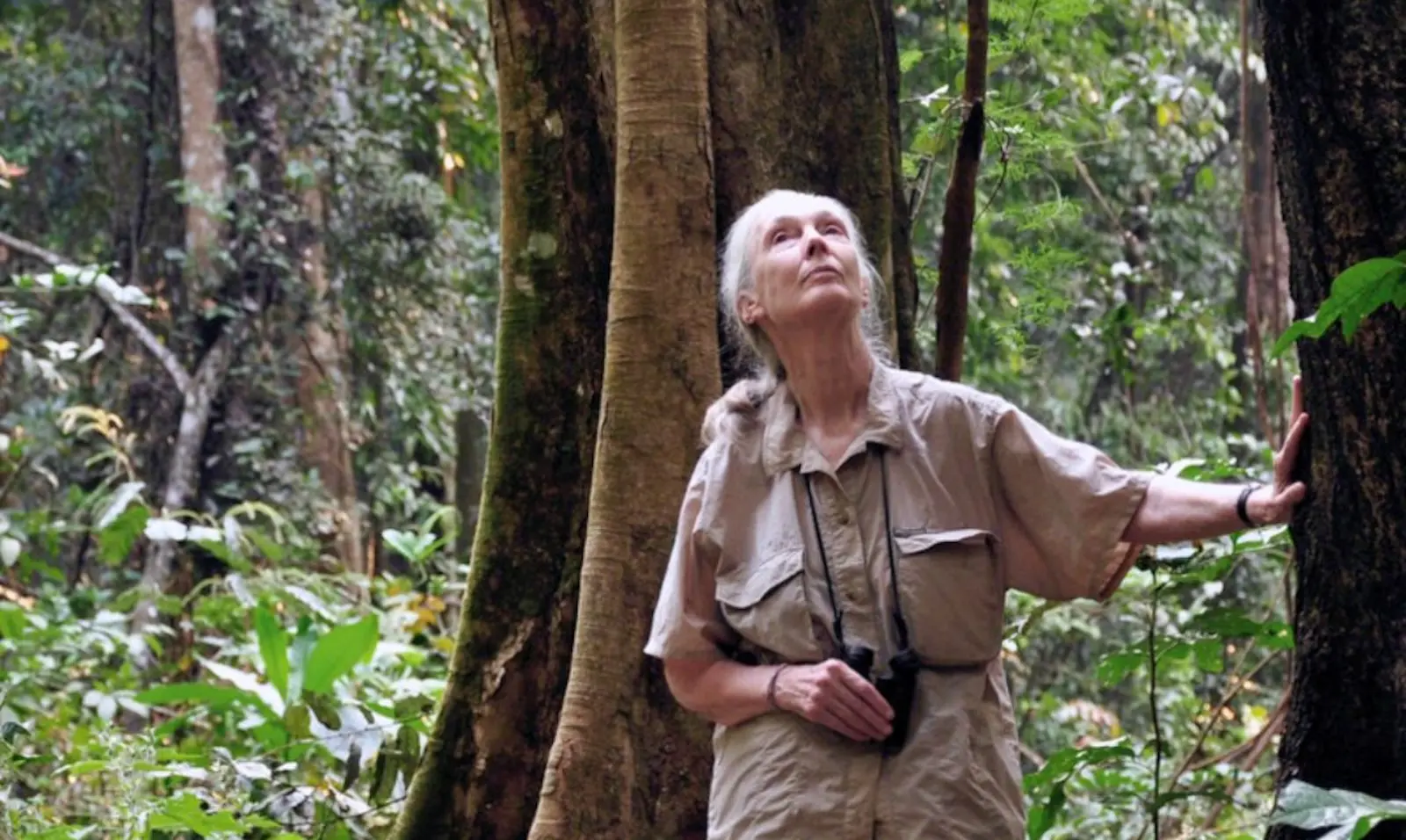 Jane Goodall