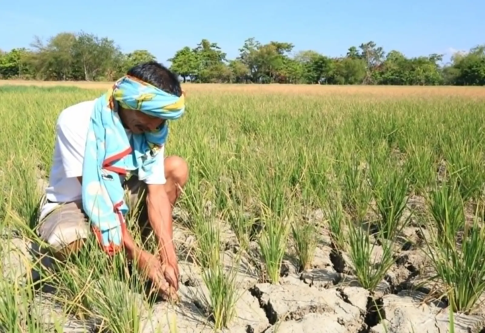 el nino agriculture